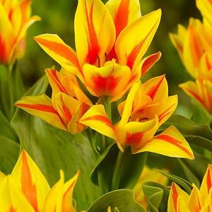 Tulipa 'Winnipeg',Tulip 'Winnipeg', Greigii Tulip 'Winnipeg', Greigii Tulips, Spring Bulbs, Spring Flowers, Tulipe 'Winnipeg', bicolor tulips